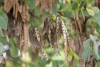 Common false acacia (Robinia pseudoacacia), Anchers Havecenter, Berlin, Berlin, Germany, Europe