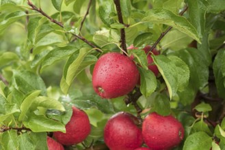 Apple (Malus domestica 'Pinova'), Bundessorteamt, testing centre Wurz, Germany, Europe