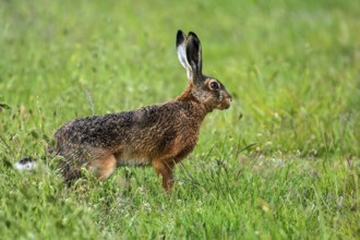 European hare (Lepus europaeus)