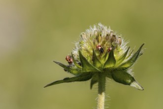 Newly hatched bugs (Recens exclusis bugs)