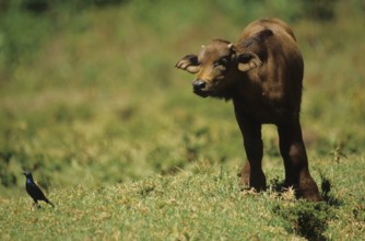 Cape buffalo with glossy starling (Syncerus caffer)