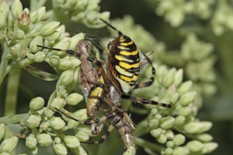 Zebra spider (Argiope bruennichi)