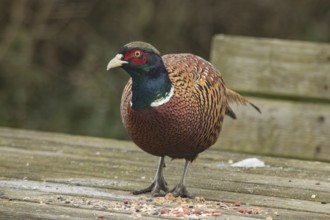 Pheasant (Phasianus colchic)
