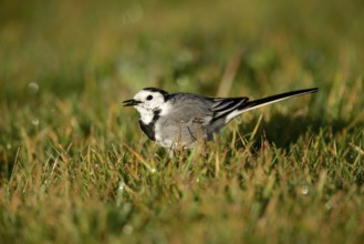 White wagtail (Motacilla alba)
