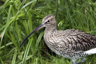 Eurasian curlew (Numenius arquata)