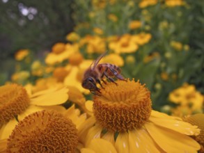 Yellow coleostephus with bee