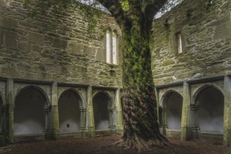 Twisted tree trunk in inner courtyard walls with arches of 15th century monastery Muckross Abbey in