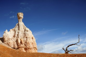 Stone dwarf and dead tree, Bryce Canyon National Park, Utah
