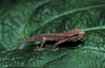 Wall gecko, Maldives, Indian Ocean, Meemu Atoll, Asia