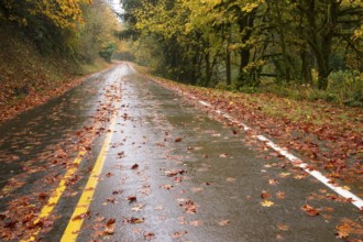 The road is slick and wet during fall rain