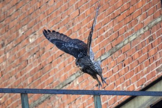 Flying eagle owl at dusk at Ewald colliery in front of bricks