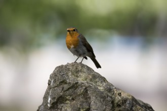 A robin sits on a cliff top