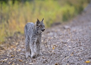 Rocky Mountain Lynx Alberta Canada Close young