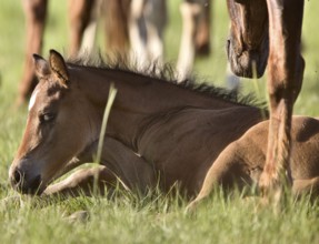 Colt newborn in field Sasktchewan Canada Mother Love