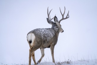 Deer in Winter in Saskatchewan Canada Rural Scene