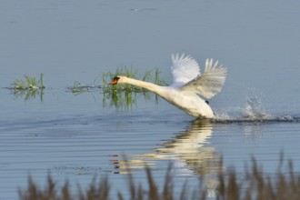 Mute Swan in territory battle in spring, Mute Swan during the breeding season