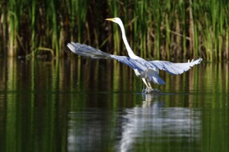 Great egret when taking off