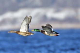 Mallard on an ice floe .Mallard in winter on an ice floes