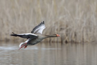 Greylag goose in flight