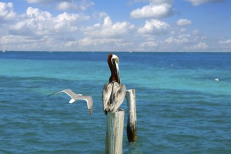 Caribbean Pelican on a beach pole in Mexico Riviera Maya