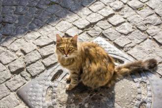 Portrait of striped cat, Stray homeless catourdoors in street