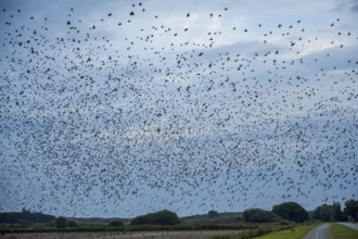 Dense flock of birds fills the sky over a rural road and green fields, starling flight at dusk on