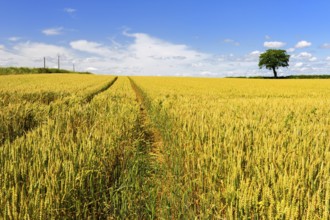 Wheat fields with spur and tree at the horizon