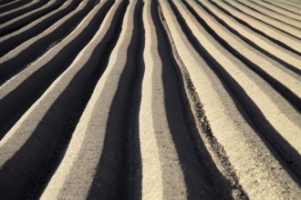 Furrows for carrot cultivation