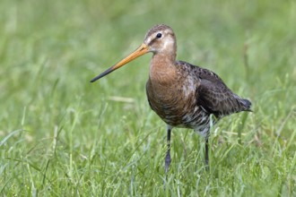 Black-tailed godwit