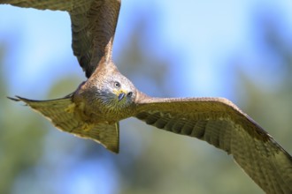 Close-up of a black kite (Milvus migrans) in flight with tense, focussed gaze in the blue sky,