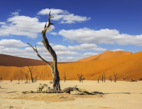 The long shadows of the evening sunset. The bottom of dry lake with dry trees in Namib-Naukluft