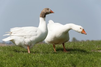 Couple gooses in Dutch landscape near the river