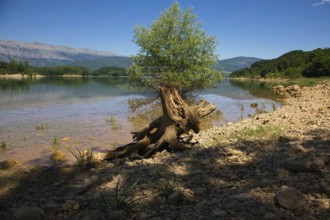 Tree stump and young tree at a clear lake with mountains in the background in sunny weather,