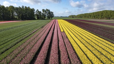 Aerial from blossoming tulip fields in the Chile near Osorno