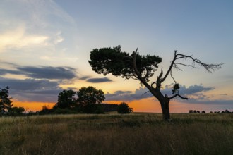 Single pine tree in the sunset atmospheric landscape picture