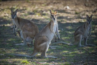 Agile Wallaby (Notamacropus agilis), Mary River National Park, Northern Territory, Australia,