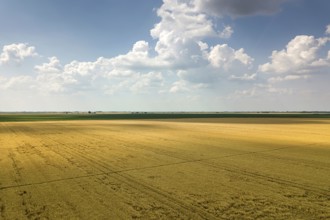 Areal view of crop fields in sunny summer day. Wheat Harvest