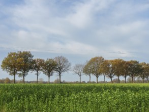 A row of trees in front of a green field and a cloudy sky in soft autumn colours, weseke, borken,