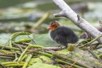 Eurasian Coot (Fulica atra) chicks waiting for food. Bas Rhin, Alsace, France, Europe