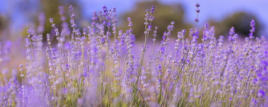 Lavender purple flowers close-up on sky background, summer field banner