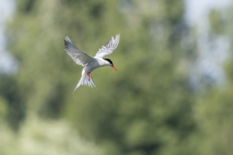 Common tern (Sterna hirundo) hovering over a marsh. Bas Rhin, Alsace, France, Europe