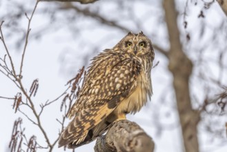 Short-eared Owl (Asio flameus) perched on a branch. Bas Rhin, Alsace, France, Europe