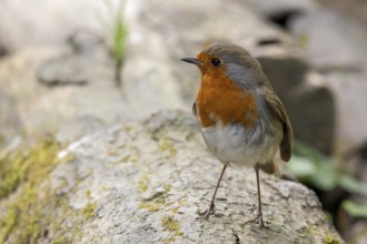 Robin standing on a log in springtime
