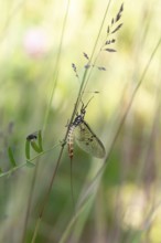 Ephemera danica (Ephemera danica), sitting on a blade of grass, Baden-Württemberg, Germany, Europe
