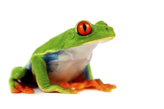 Red eye frog