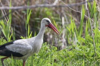 White Stork in the Nature Habitat (Ciconia ciconia)