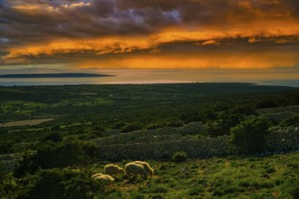 A peaceful rural landscape at sunset with sheep in a pasture and an orange sky, island of Pag,