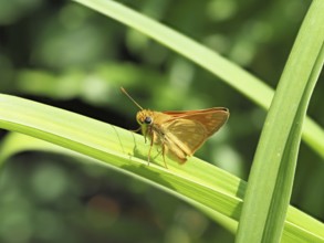 Large skipper