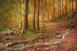 Lovely fall landscape with a wooden bench on the riverbank, surrounded by fallen autumn leaves, and