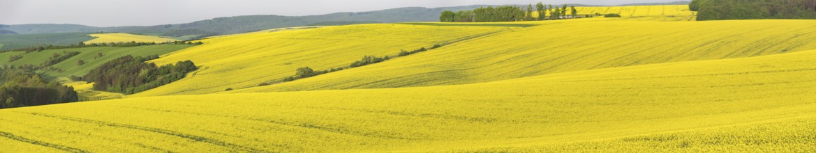 Panoramic view over the hills with the yellow rape fields from Moravia, Czech Republic, Europe